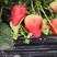 草莓树苗越丰当年结果高产耐运输草莓树苗新品种越丰草莓树苗