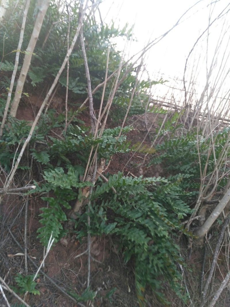 骨碎补，爬岩姜，岩姜，枫姜