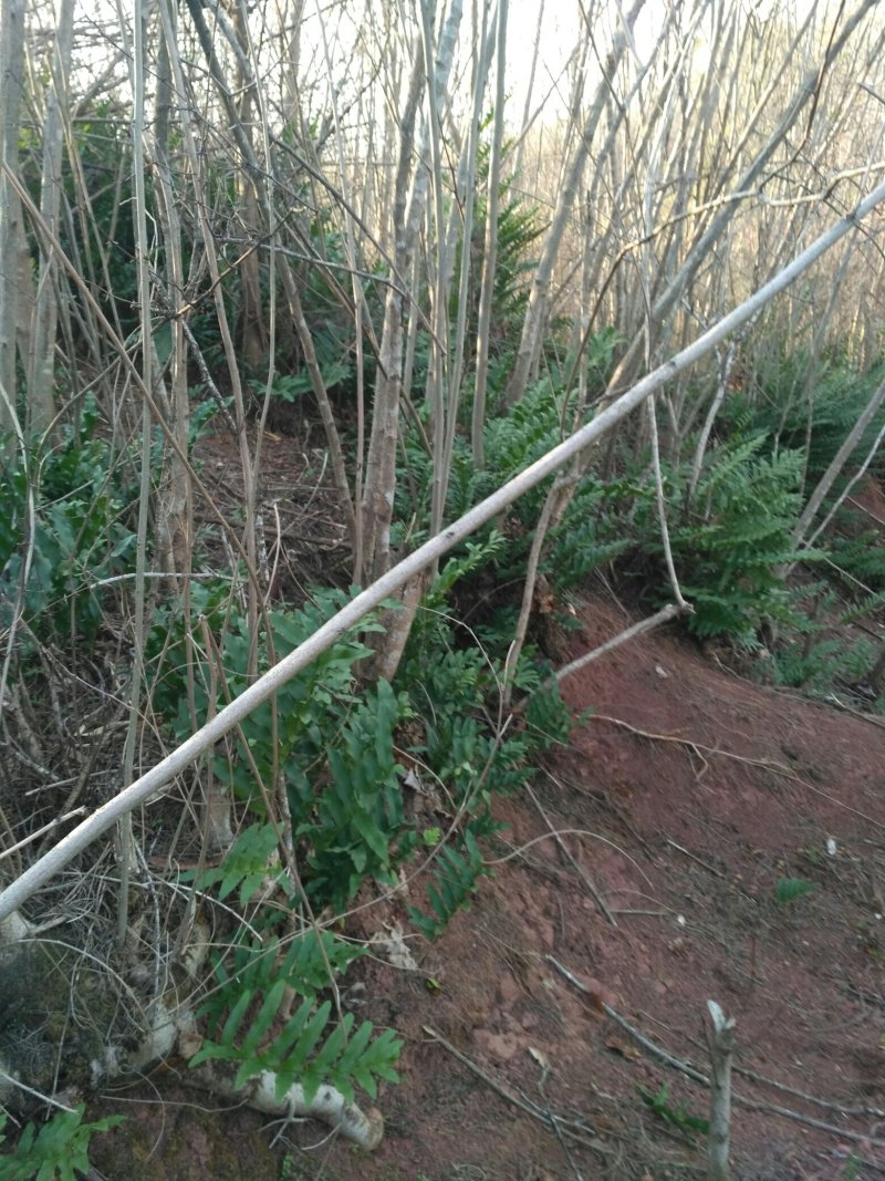 骨碎补，爬岩姜，岩姜，枫姜