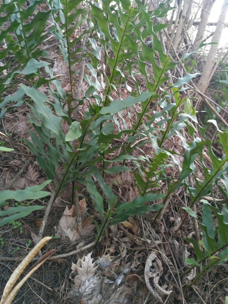 骨碎补，爬岩姜，岩姜，枫姜