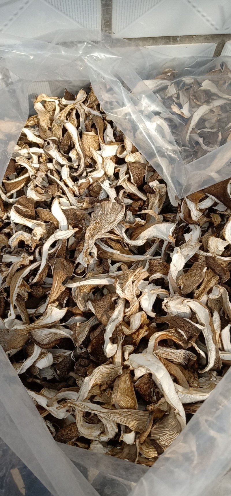 常年上门收购晒干平菇有货联系我好货次货淋雨货