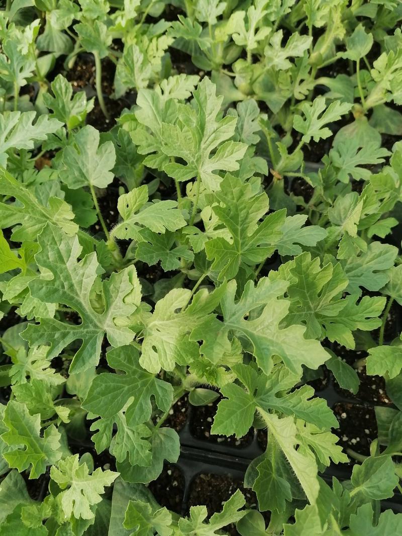 安徽甜王西瓜苗60天苗龄根系发达，免费提供种植技术包活