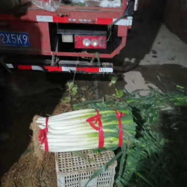 优质大葱！基地直发