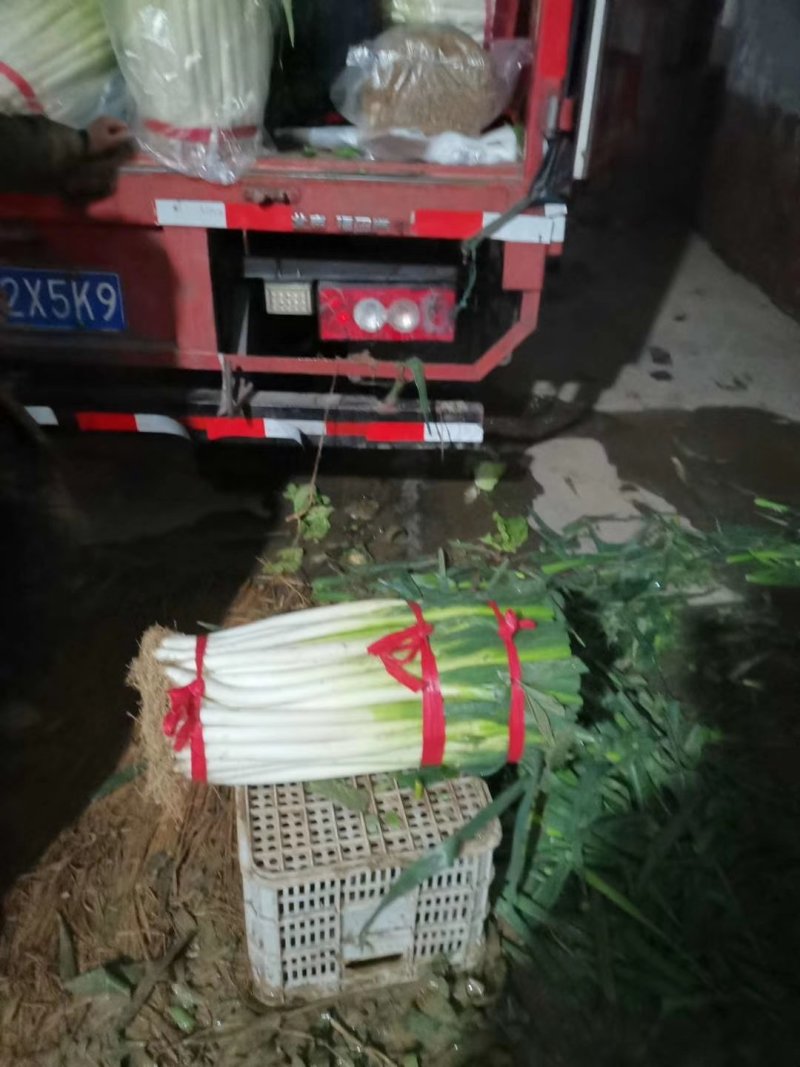 优质大葱！基地直发