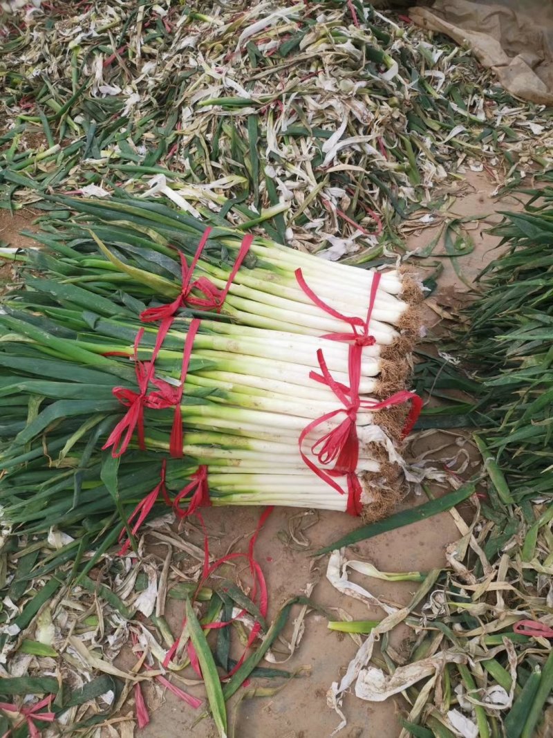 优质大葱！基地直发