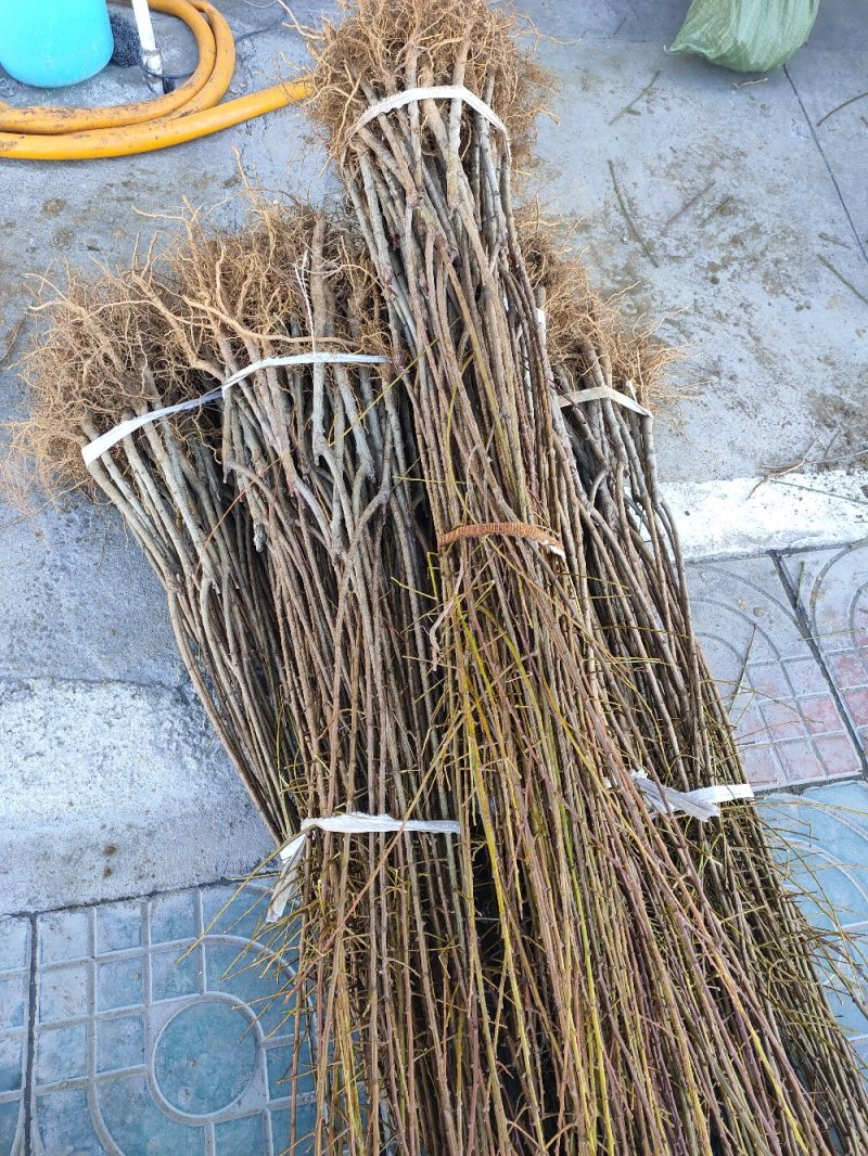 蜥蜴蛋李子苗国峰李子苗蜂糖李子苗味帝李子苗