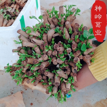 葛根种苗藤县无渣葛根苗精选二代苗10棵/件起包邮
