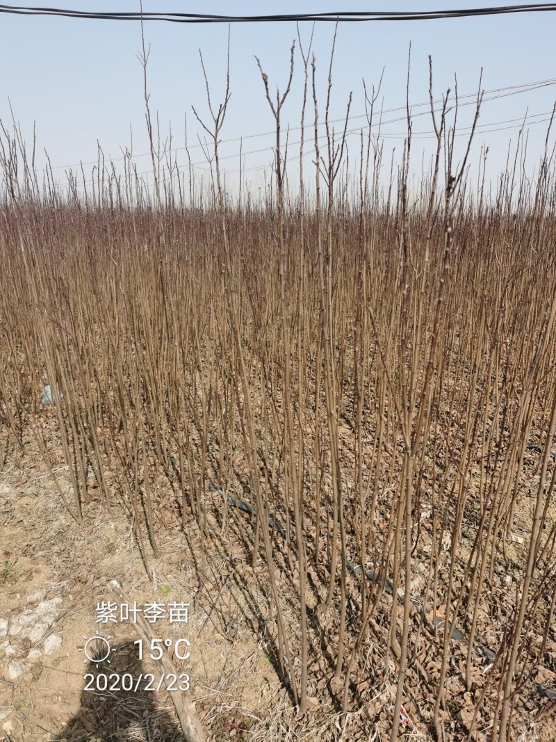 紫叶李苗红叶李小苗紫薇苗各种绿化小苗