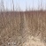 紫叶李苗红叶李小苗紫薇苗各种绿化小苗