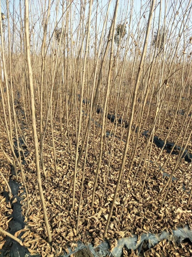 紫叶李苗红叶李小苗紫薇苗各种绿化小苗