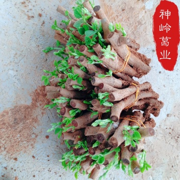 粉葛种苗*粉葛种苗精选二代苗*发芽苗*10棵/件起包邮