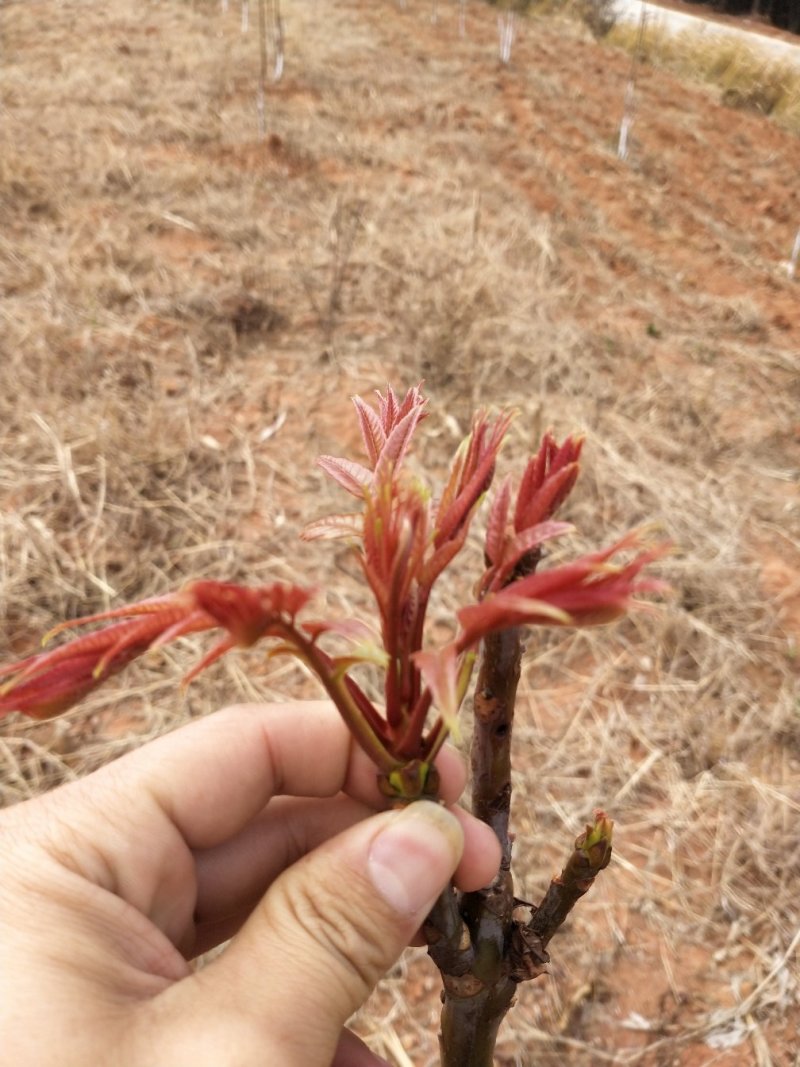 香椿芽刚上市产地直供，货源充足，实力代收，期待长期合作