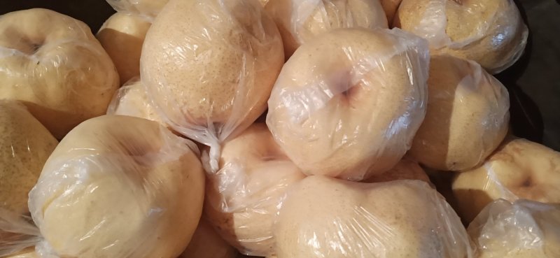 乾县精品酥梨现在开始大量上市了，需要的客商请抓紧