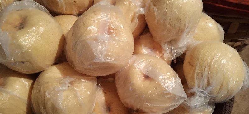 乾县精品酥梨现在开始大量上市了，需要的客商请抓紧