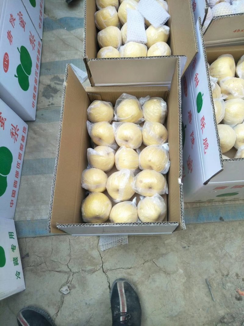 乾县精品酥梨现在开始大量上市了，需要的客商请抓紧