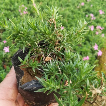 丛生福禄考，好几个颜色