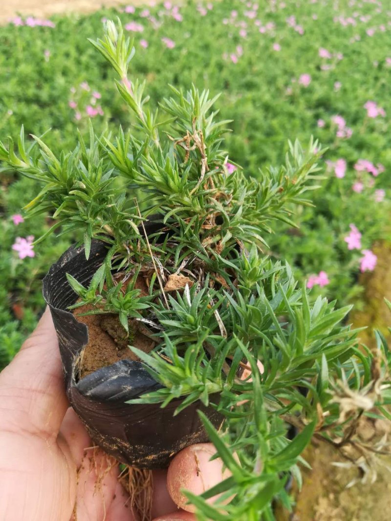 丛生福禄考，好几个颜色