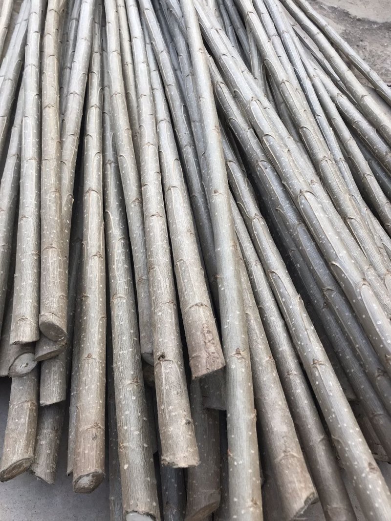 大量出售107杨树苗扦插段现货供应，量大优惠