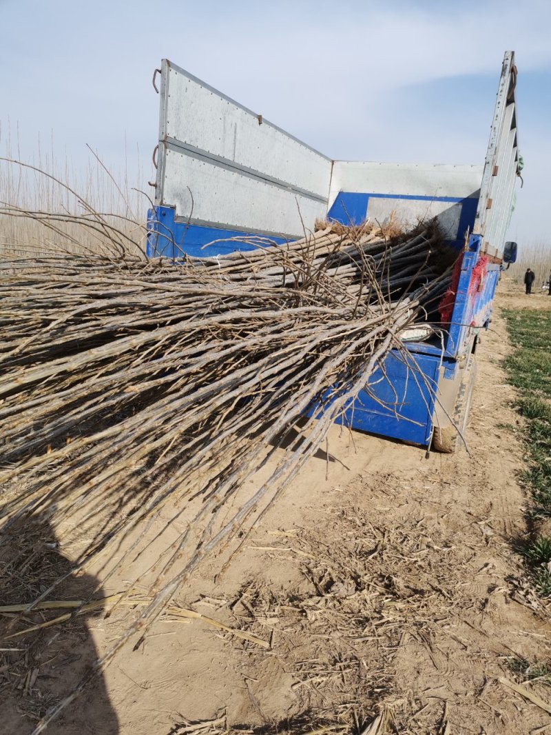 大量出售107杨树苗扦插段现货供应，量大优惠