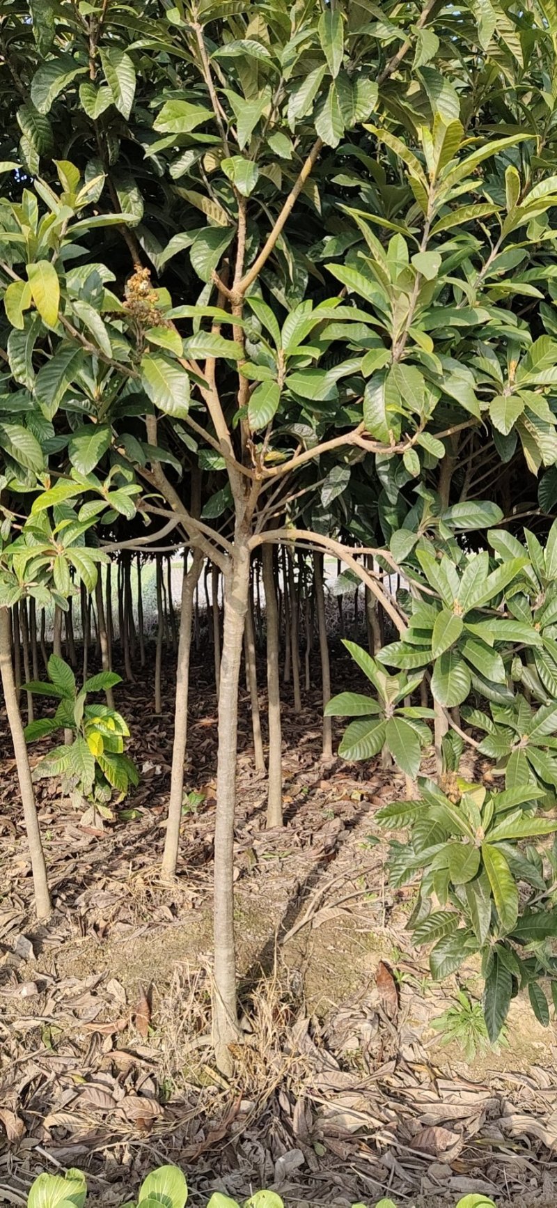 江苏枇杷树，2～6公分规格齐全，生命力强、花粉无刺激