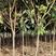 江苏枇杷树，2～6公分规格齐全，生命力强、花粉无刺激