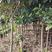 江苏枇杷树，2～6公分规格齐全，生命力强、花粉无刺激