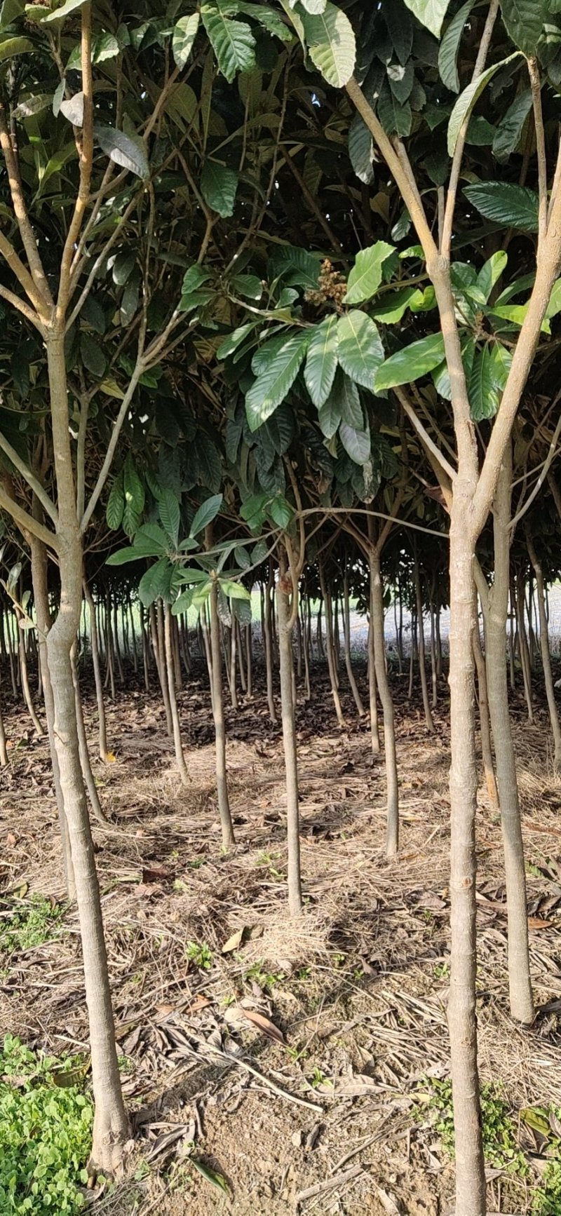 江苏枇杷树，2～6公分规格齐全，生命力强、花粉无刺激