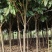 江苏枇杷树【热卖】规格多选，树冠整齐美观，可做园林绿化