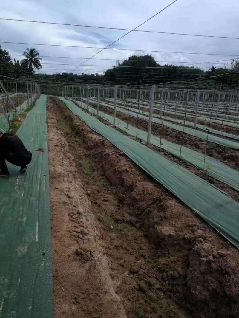生态PLA降解防草布除草布地布地膜布透水透气保湿无公害
