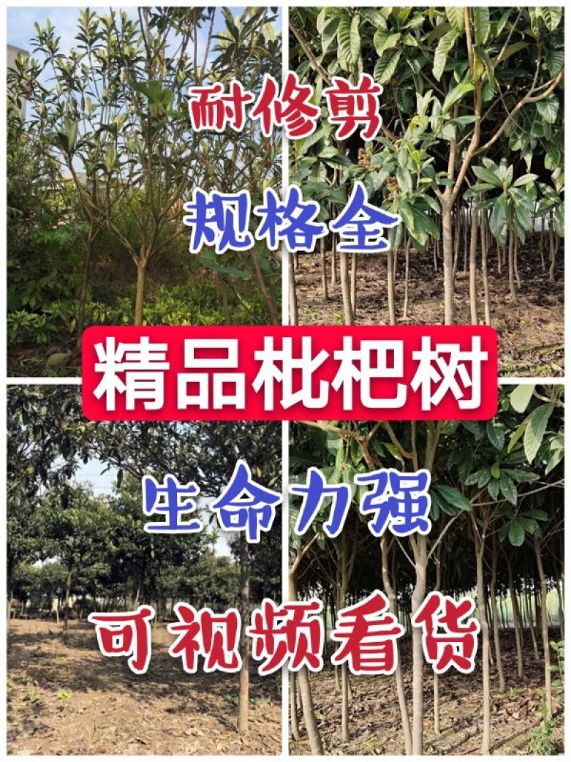 江苏枇杷树，2～6公分规格齐全，生命力强、花粉无刺激