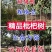江苏枇杷树【热卖】规格多选，树冠整齐美观，可做园林绿化