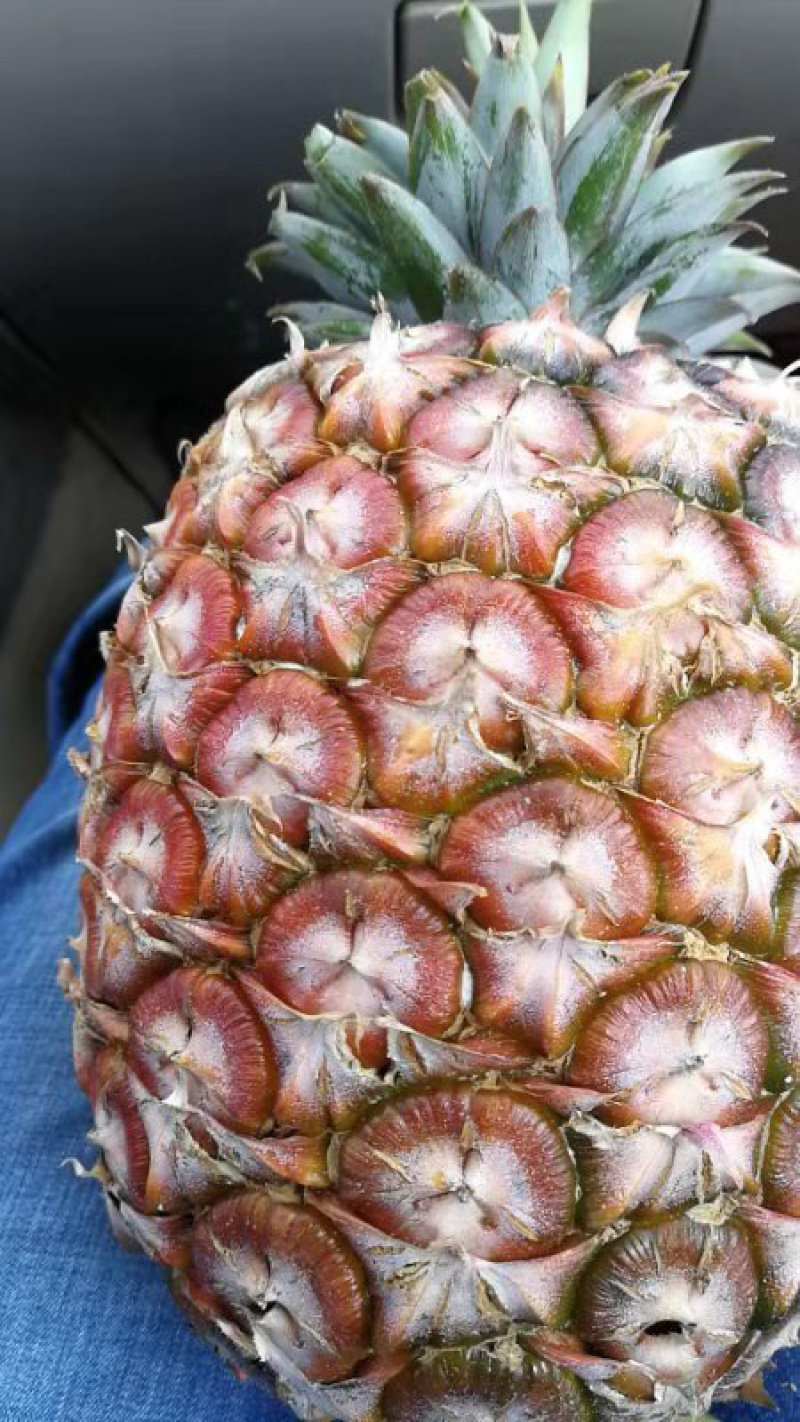精品西双版纳景洪凤梨生态种植大量供应，产地直销，自产自销