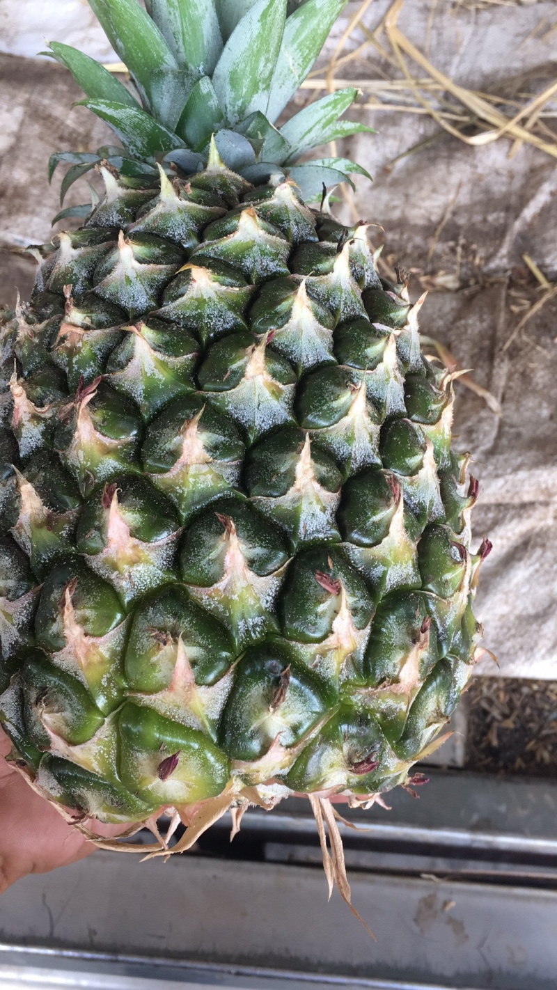 精品西双版纳景洪凤梨生态种植大量供应，产地直销，自产自销