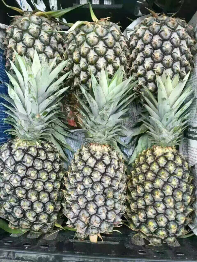 精品西双版纳景洪凤梨生态种植大量供应，产地直销，自产自销