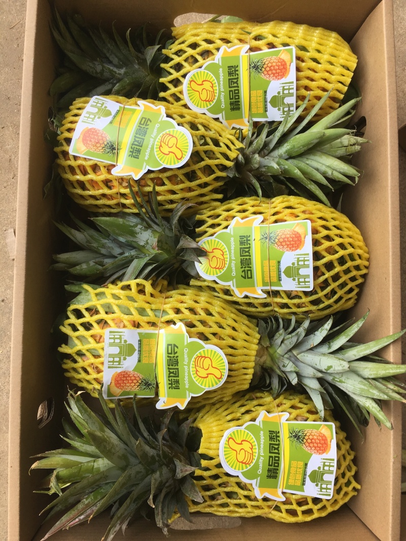 精品西双版纳景洪凤梨生态种植大量供应，产地直销，自产自销
