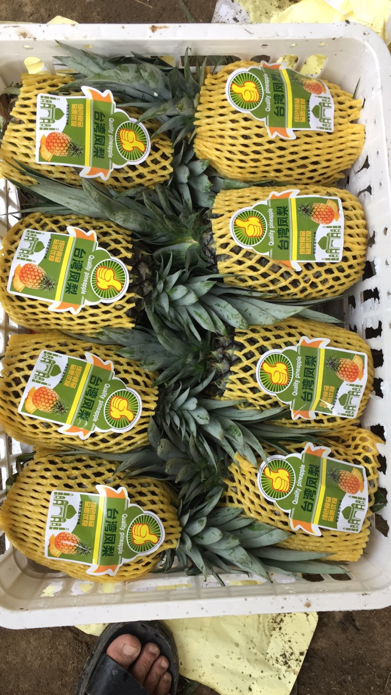 精品西双版纳景洪凤梨生态种植大量供应，产地直销，自产自销