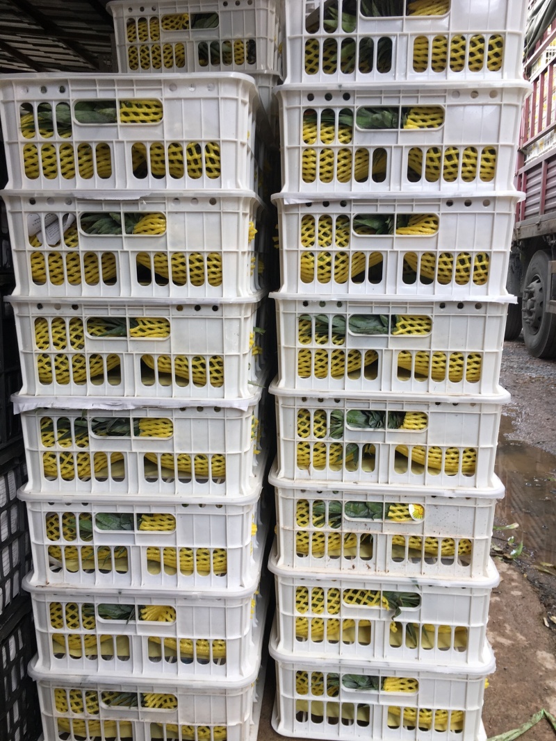 精品西双版纳景洪凤梨生态种植大量供应，产地直销，自产自销