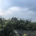 枇杷树