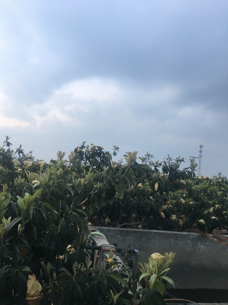 枇杷树