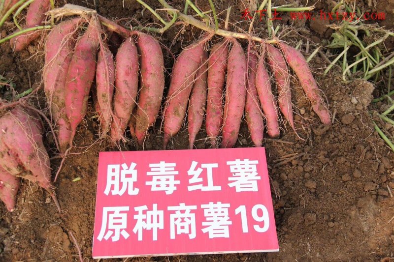 大量供应脱毒红薯种薯种苗全国发货保质保量一次合作终生朋友