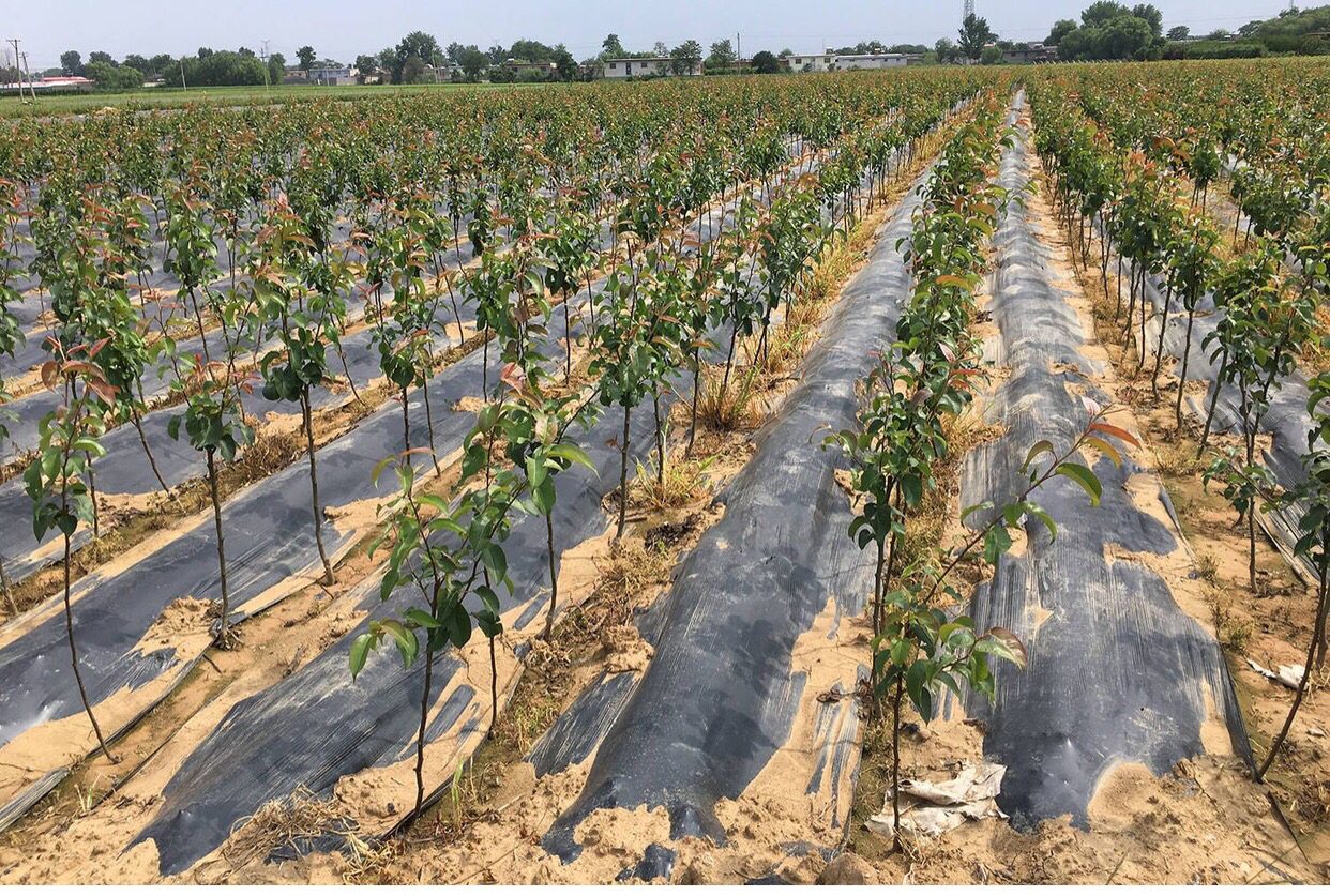 冬季果园补植授粉树现场