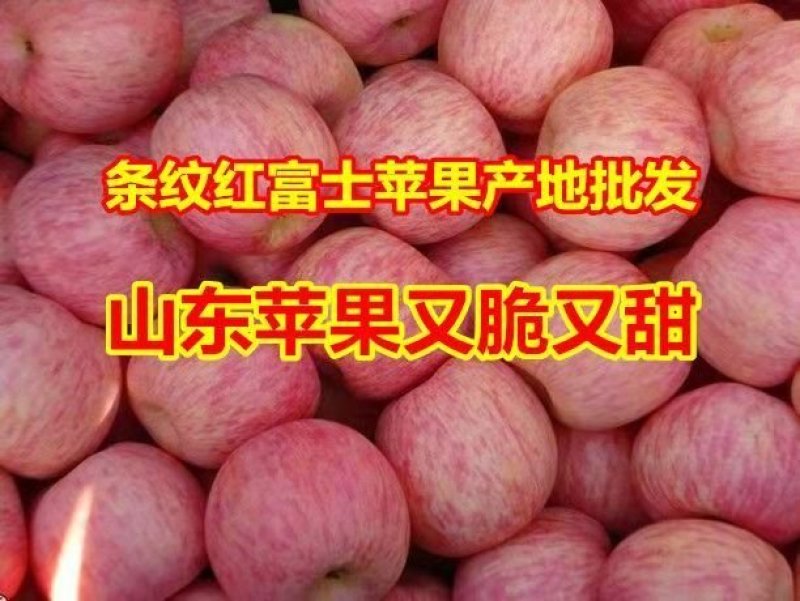 纸袋，膜带红富士苹果大量下树，任意挑选，货源充足品质保证