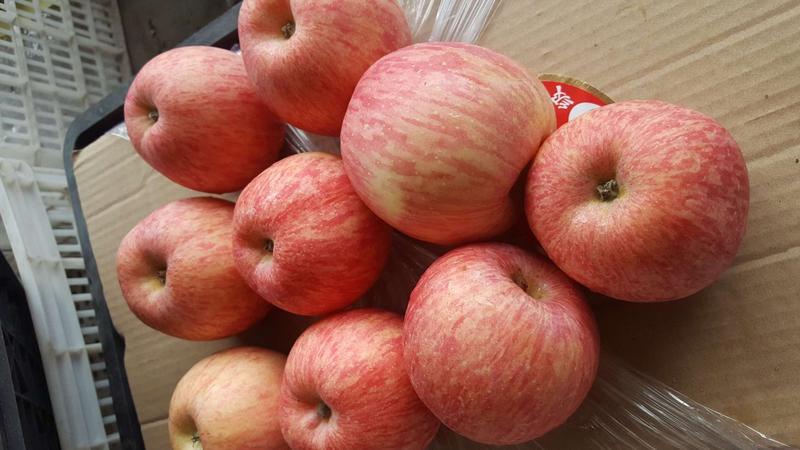 山东红富士苹果大量供应，产地看货选货以质论价，全国发货