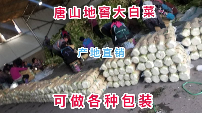 滦南大白菜大量供应中需要抓紧