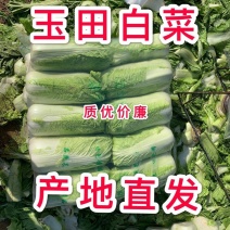 唐山玉田北京三号白菜冬储大白菜专业供应价格便宜