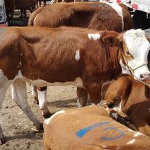 西门塔尔基础繁殖母牛犊，农户散养。成活率高，骨架好…
