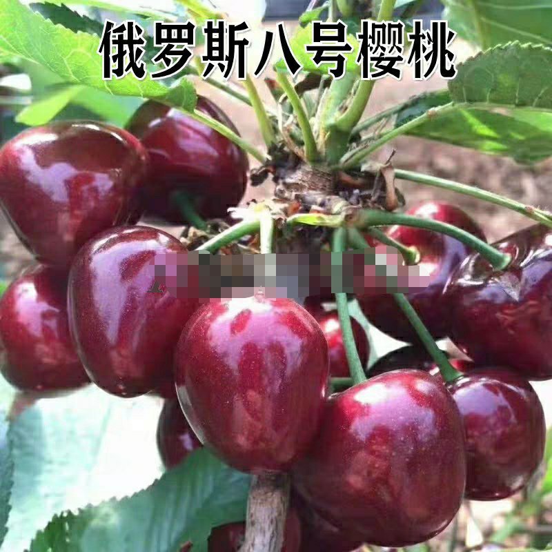 俄罗斯八号大樱桃树苗新品耐寒嫁接8号南方北方种植