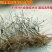 【蓝宝石】葡萄树苗葡萄苗北南方种植结果大苗爬藤葡萄果树苗