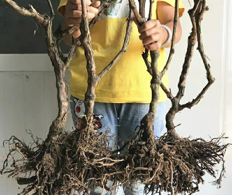 【蓝宝石】葡萄树苗葡萄苗北南方种植结果大苗爬藤葡萄果树苗