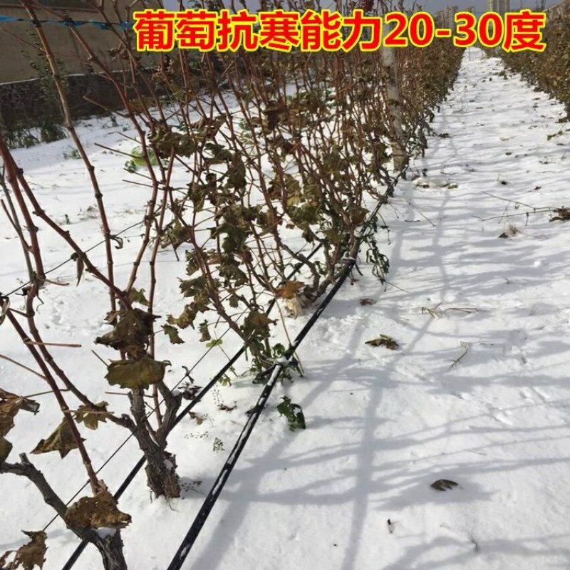 【蓝宝石】葡萄树苗葡萄苗北南方种植结果大苗爬藤葡萄果树苗